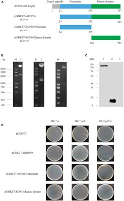 Screening and Identification of the Host Proteins Interacting with Toxoplasma gondii Rhoptry Protein ROP16